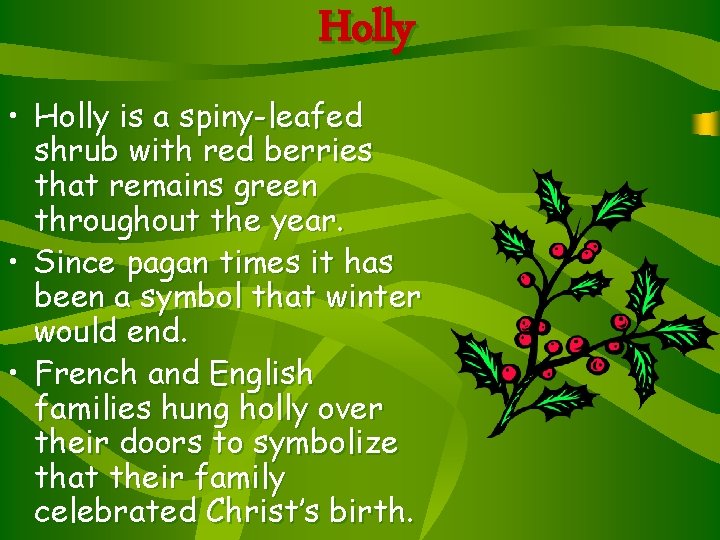 Holly • Holly is a spiny-leafed shrub with red berries that remains green throughout