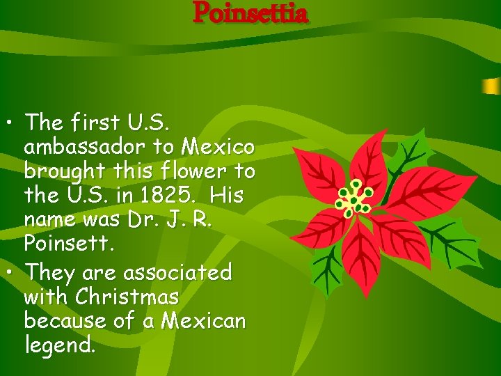 Poinsettia • The first U. S. ambassador to Mexico brought this flower to the