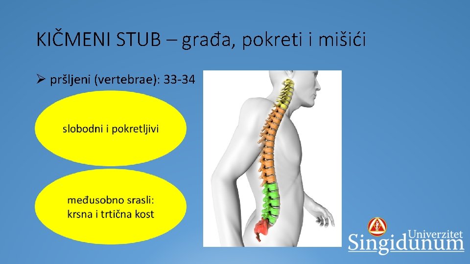 KIČMENI STUB – građa, pokreti i mišići Ø pršljeni (vertebrae): 33 -34 Ø Ø