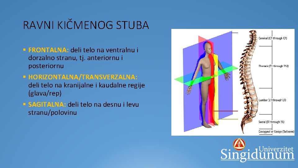 RAVNI KIČMENOG STUBA § FRONTALNA: deli telo na ventralnu i dorzalno stranu, tj. anteriornu