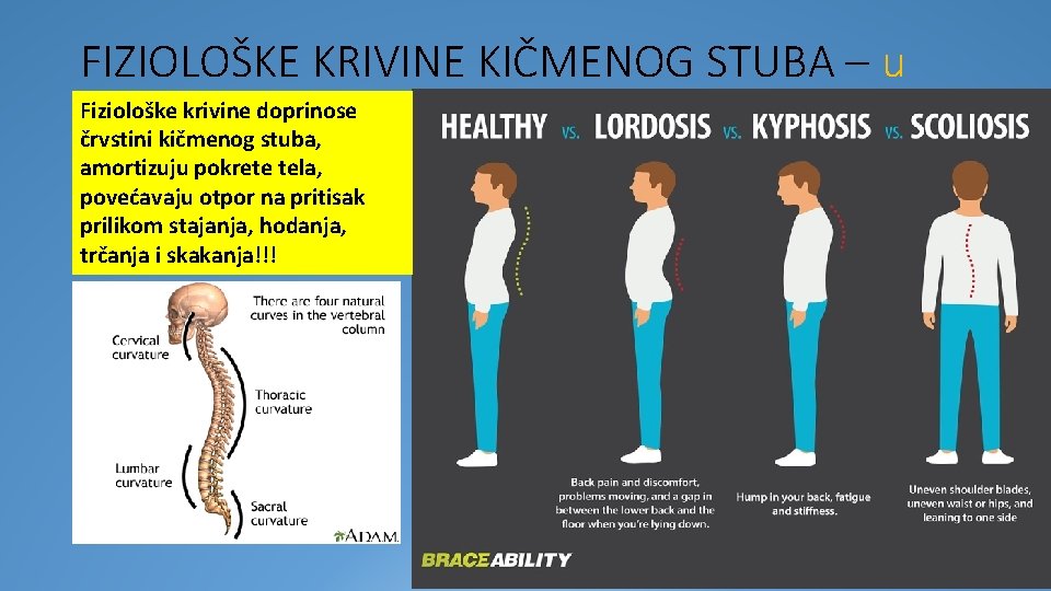 FIZIOLOŠKE KRIVINE KIČMENOG STUBA – u Fiziološke krivine doprinose sagitalnoj ravni črvstini kičmenog stuba,