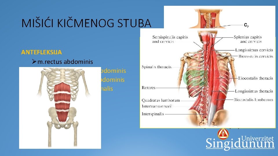 MIŠIĆI KIČMENOG STUBA ANTEFLEKSIJA Øm. rectus abdominis Øm. obliquus externus abdominis Øm. obliquus internus