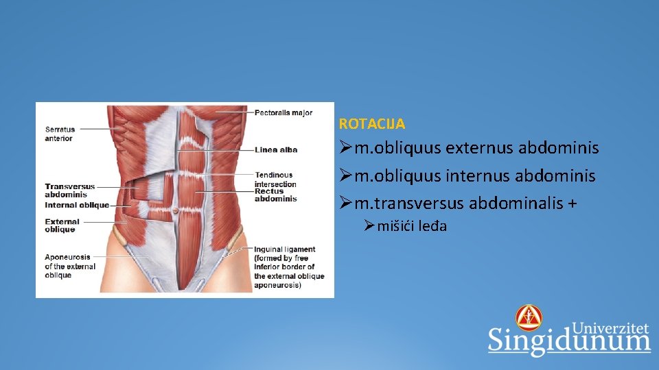 LATEROFLEKSIJA ROTACIJA Øm. obliquus externus abdominis Øm. obliquus internus abdominis Øm. transversus abdominalis +