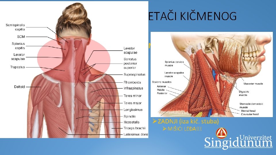 POMOĆNI MIŠIĆI – POKRETAČI KIČMENOG STUBA ØMIŠIĆI GRUDNOG KOŠA: ØPOVRŠNA GRUPA: Ø m. pectoralis