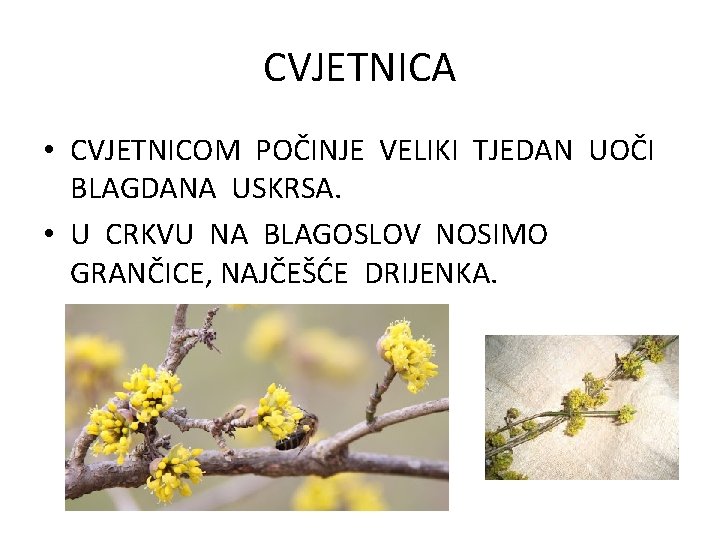 CVJETNICA • CVJETNICOM POČINJE VELIKI TJEDAN UOČI BLAGDANA USKRSA. • U CRKVU NA BLAGOSLOV