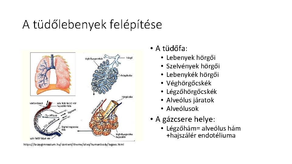 A tüdőlebenyek felépítése • A tüdőfa: • • Lebenyek hörgői Szelvények hörgői Lebenykék hörgői