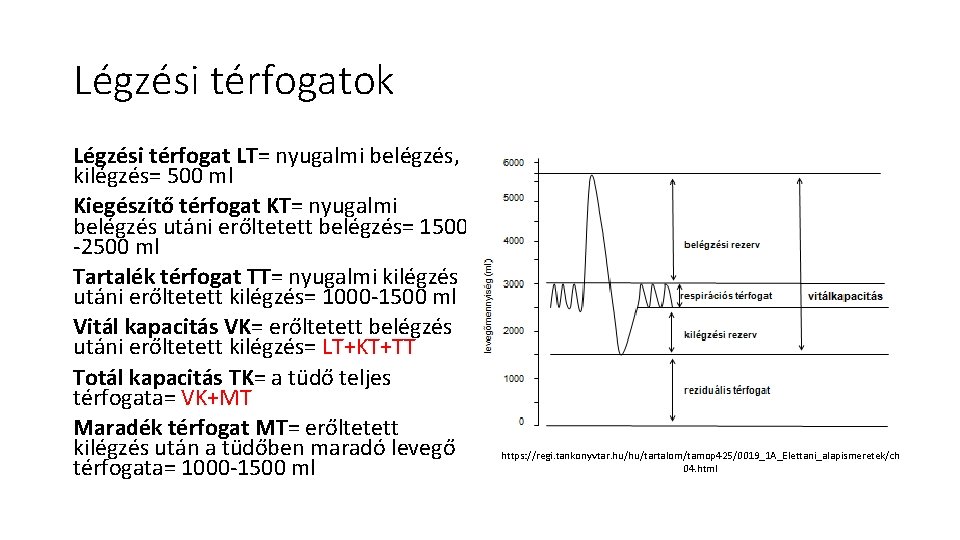 Légzési térfogatok Légzési térfogat LT= nyugalmi belégzés, kilégzés= 500 ml Kiegészítő térfogat KT= nyugalmi