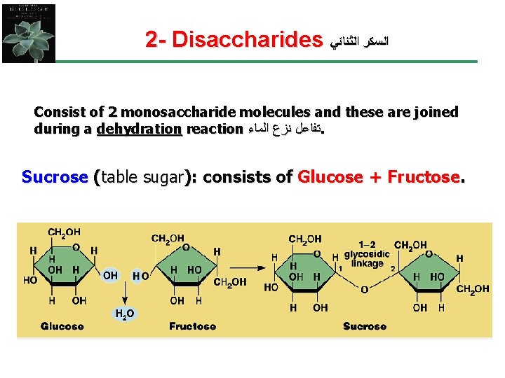 2 - Disaccharides ﺍﻟﺴﻜﺮ ﺍﻟﺜﻨﺎﺋﻲ Consist of 2 monosaccharide molecules and these are joined