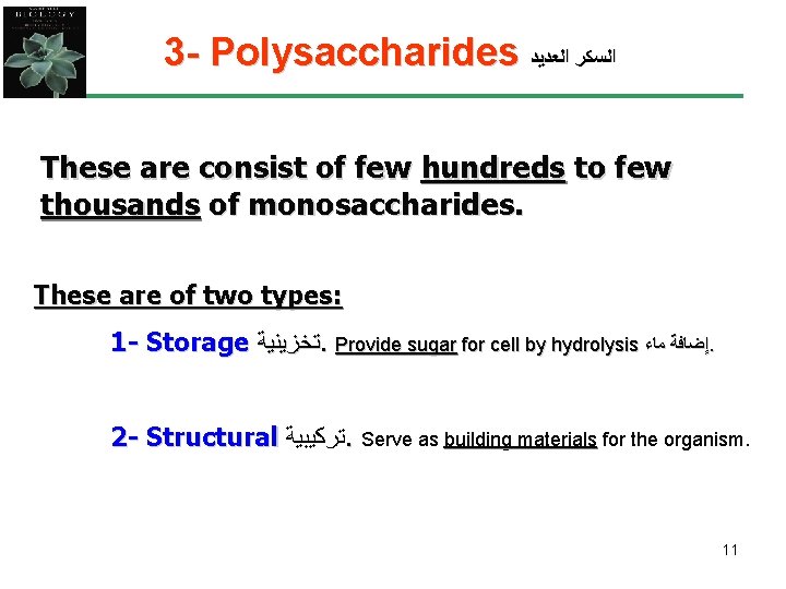 3 - Polysaccharides ﺍﻟﺴﻜﺮ ﺍﻟﻌﺪﻳﺪ These are consist of few hundreds to few thousands