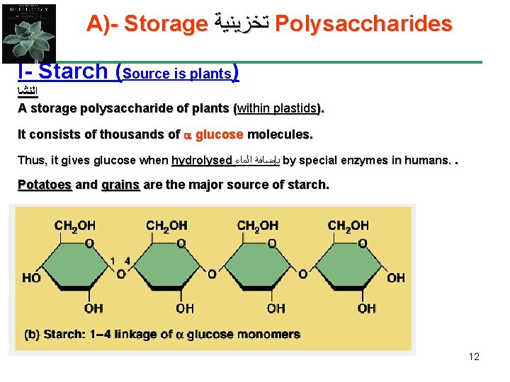 A)- Storage ﺗﺨﺰﻳﻨﻴﺔ Polysaccharides I- Starch (Source is plants) ﺍﻟﻨﺸﺎ A storage polysaccharide of