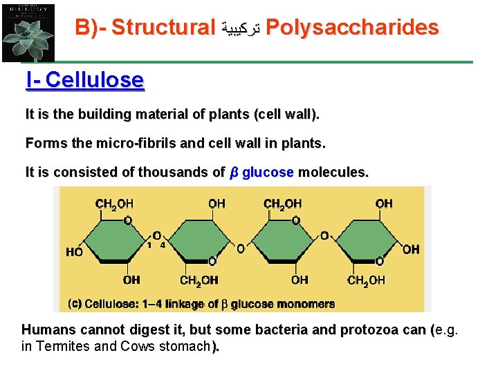 B)- Structural ﺗﺮﻛﻴﺒﻴﺔ Polysaccharides I- Cellulose It is the building material of plants (cell