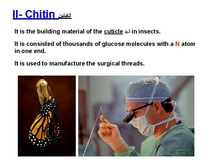 II- Chitin ﺍﻟﻜﻴﺘﻴﻦ It is the building material of the cuticle ﺍﻟـﻳﺪ in insects.