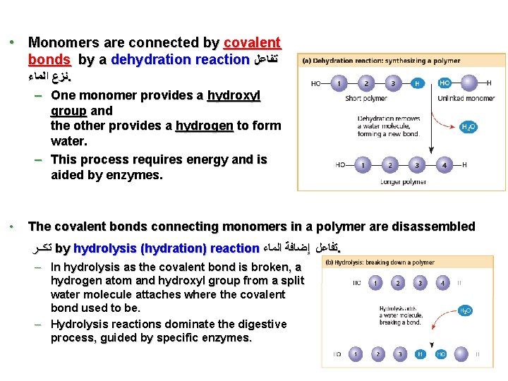  • Monomers are connected by covalent bonds by a dehydration reaction ﺗﻔﺎﻋﻞ ﻧﺰﻉ