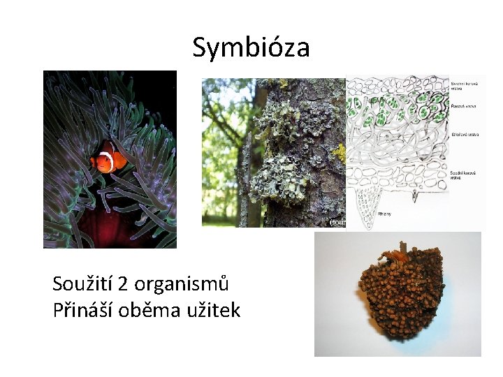 Symbióza Soužití 2 organismů Přináší oběma užitek 