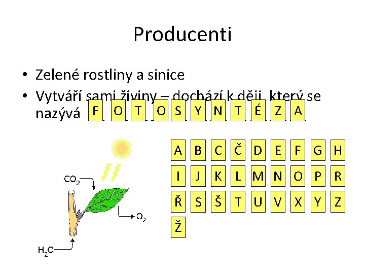 Producenti • Zelené rostliny a sinice • Vytváří sami živiny – dochází k ději,