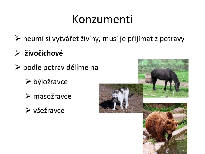 Konzumenti Ø neumí si vytvářet živiny, musí je přijímat z potravy Ø živočichové Ø