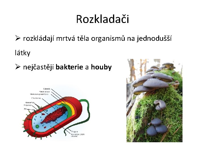 Rozkladači Ø rozkládají mrtvá těla organismů na jednodušší látky Ø nejčastěji bakterie a houby