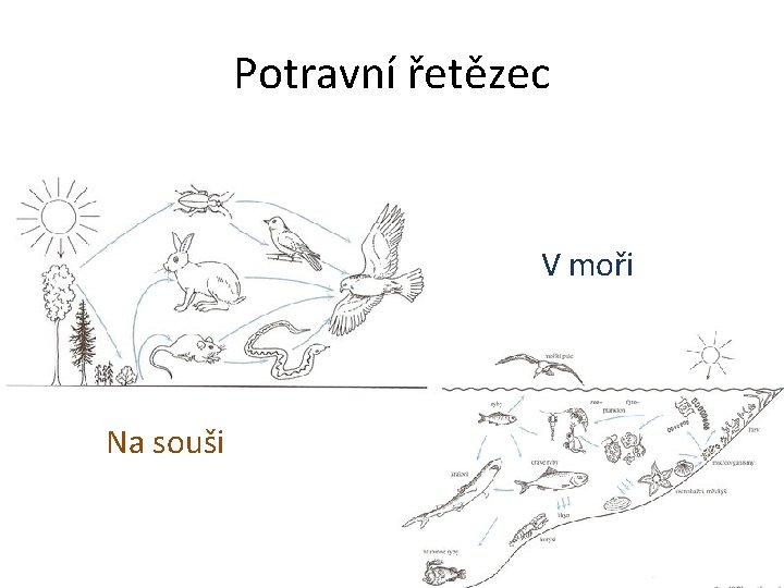 Potravní řetězec V moři Na souši 