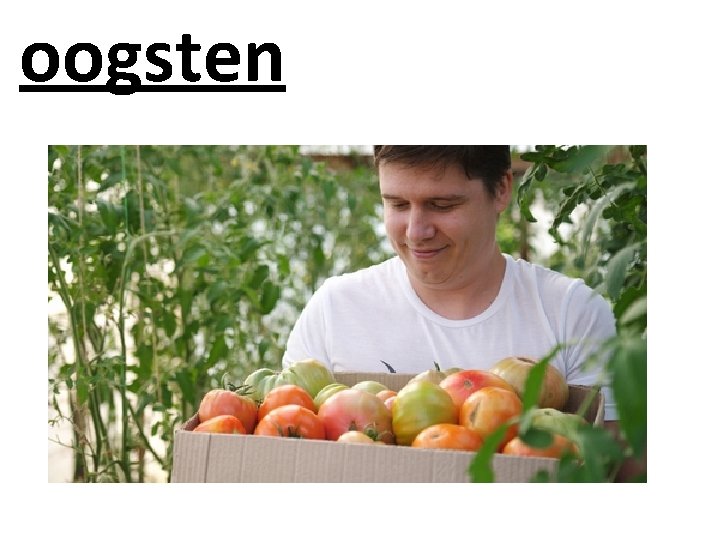 oogsten 