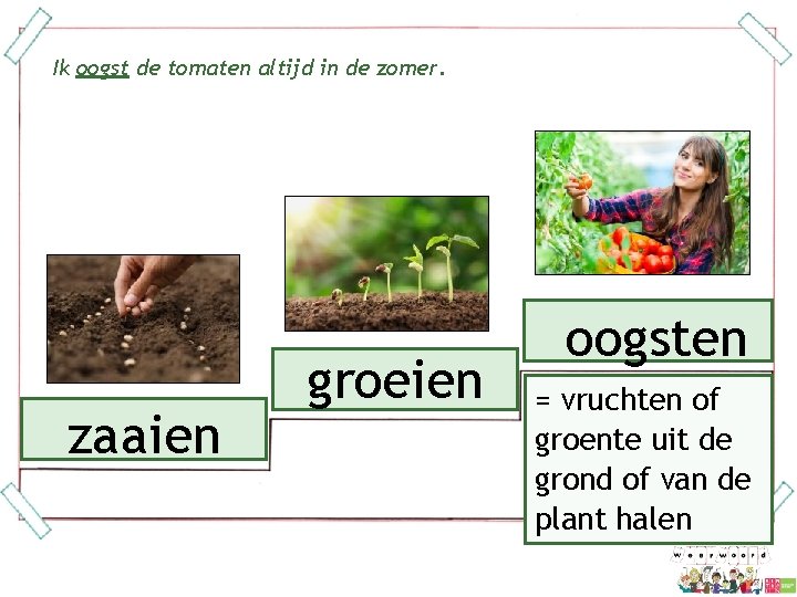 Ik oogst de tomaten altijd in de zomer. zaaien groeien oogsten = vruchten of