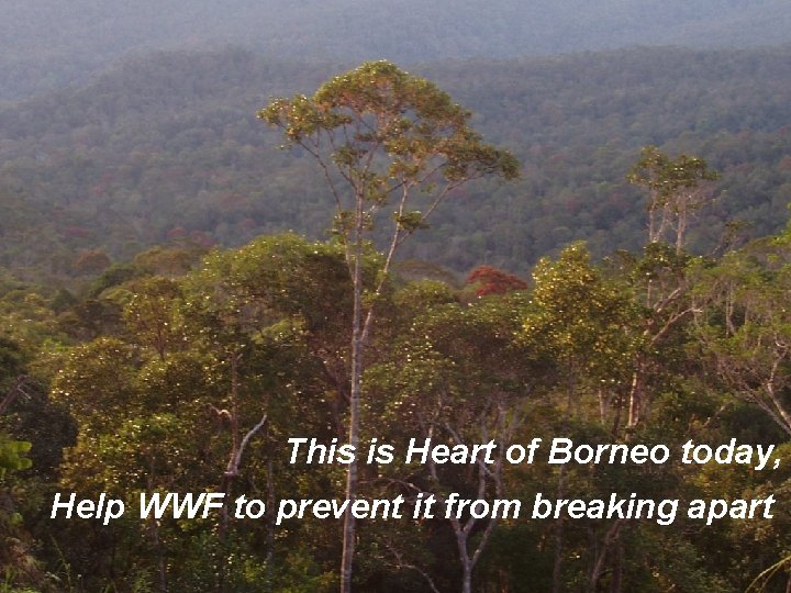 This is Heart of Borneo today, Help WWF to prevent it from breaking apart