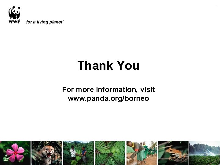 -- Thank You For more information, visit www. panda. org/borneo 