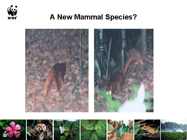 A New Mammal Species? 