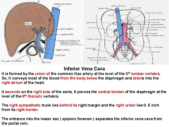 Inferior Vena Cava It is formed by the union of the common iliac artery