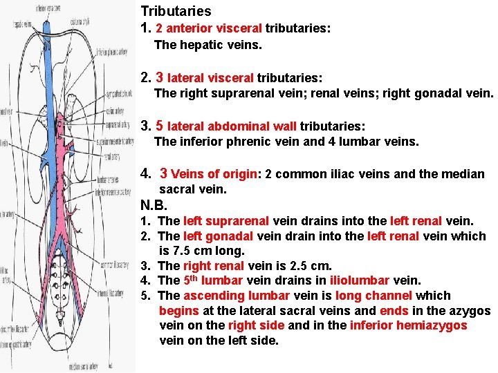 Tributaries 1. 2 anterior visceral tributaries: The hepatic veins. 2. 3 lateral visceral tributaries:
