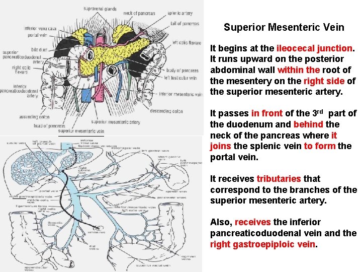 Superior Mesenteric Vein It begins at the ileocecal junction. It runs upward on the