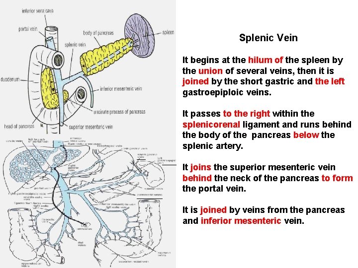 Splenic Vein It begins at the hilum of the spleen by the union of
