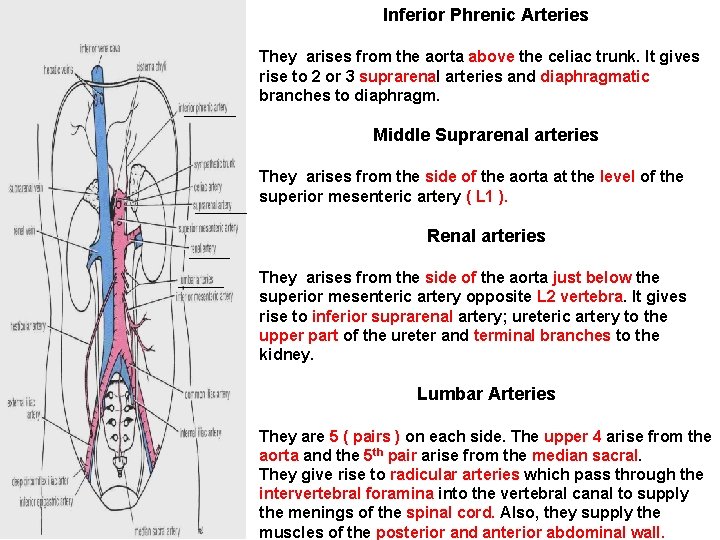 Inferior Phrenic Arteries They arises from the aorta above the celiac trunk. It gives