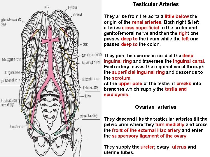 Testicular Arteries They arise from the aorta a little below the origin of the