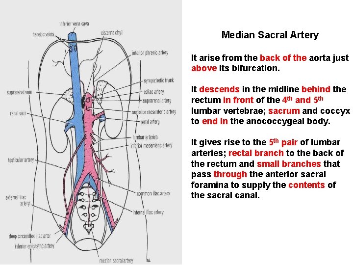 Median Sacral Artery It arise from the back of the aorta just above its