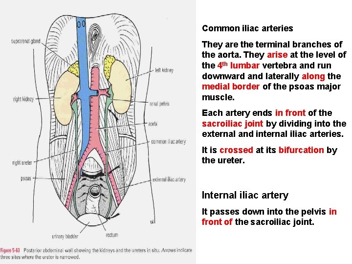 Common iliac arteries They are the terminal branches of the aorta. They arise at