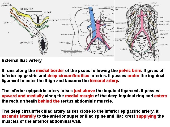External Iliac Artery It runs along the medial border of the psoas following the
