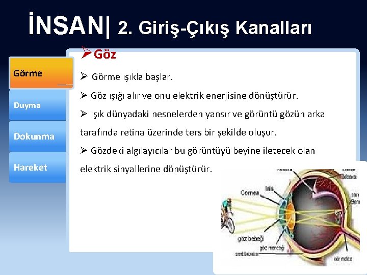 İNSAN| 2. Giriş-Çıkış Kanalları ØGöz Görme Duyma Dokunma Ø Görme ışıkla başlar. Ø Göz
