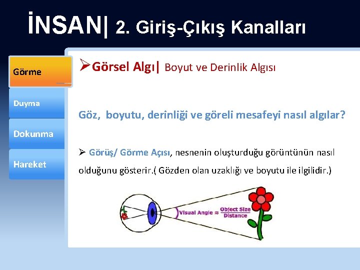 İNSAN| 2. Giriş-Çıkış Kanalları Görme Duyma ØGörsel Algı| Boyut ve Derinlik Algısı Göz, boyutu,