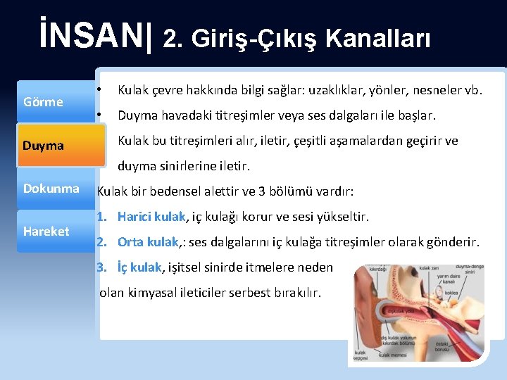İNSAN| 2. Giriş-Çıkış Kanalları Görme Duyma • Kulak çevre hakkında bilgi sağlar: uzaklıklar, yönler,