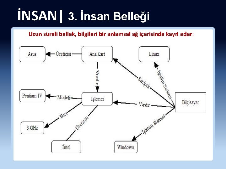 İNSAN| 3. İnsan Belleği Uzun süreli bellek, bilgileri bir anlamsal ağ içerisinde kayıt eder: