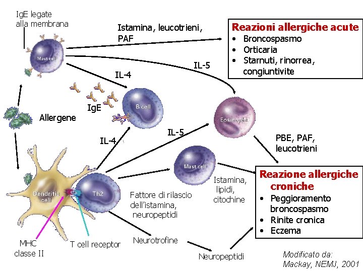 Ig. E legate alla membrana Istamina, leucotrieni, PAF IL-5 IL-4 Allergene • Broncospasmo •