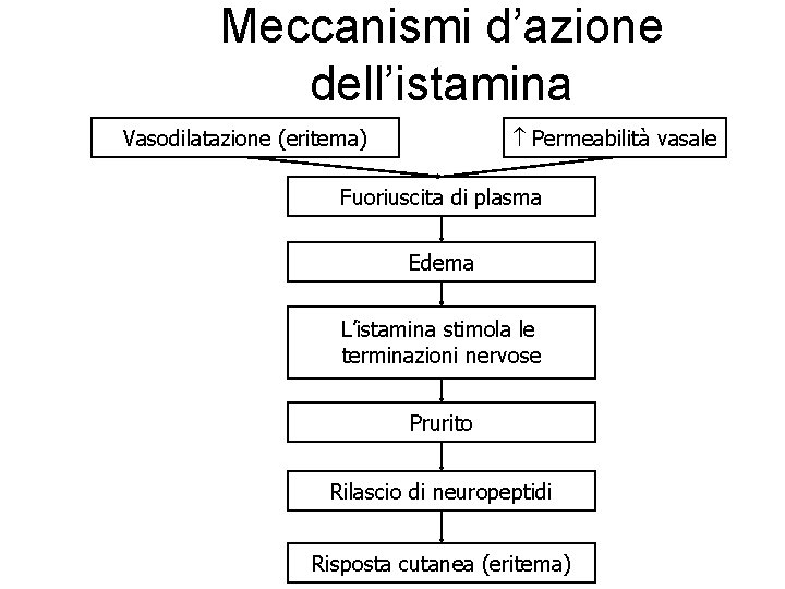 Meccanismi d’azione dell’istamina Permeabilità vasale Vasodilatazione (eritema) Fuoriuscita di plasma Edema L’istamina stimola le