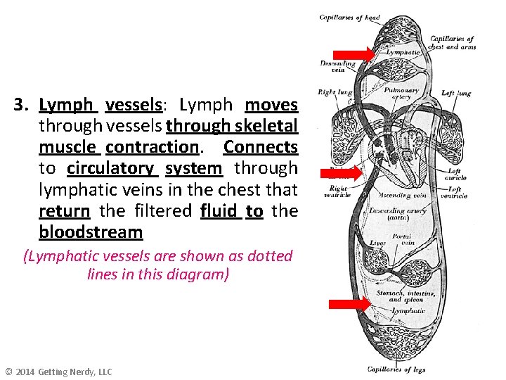 3. Lymph vessels: Lymph moves through vessels through skeletal muscle contraction. Connects to circulatory