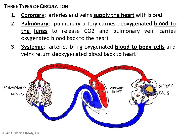 THREE TYPES OF CIRCULATION: 1. Coronary: arteries and veins supply the heart with blood