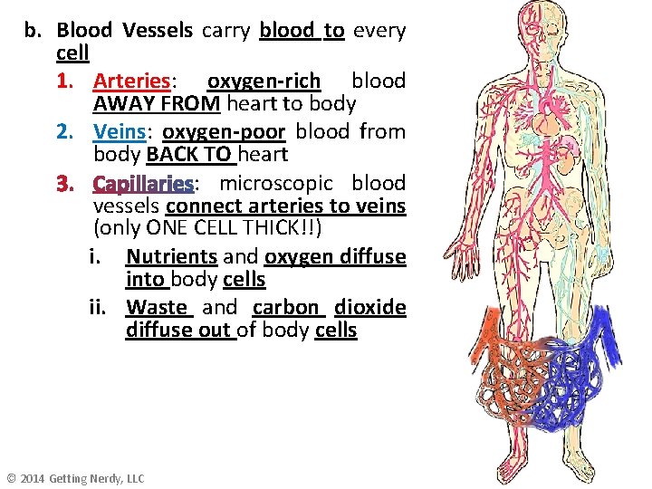 b. Blood Vessels carry blood to every cell 1. Arteries: oxygen-rich blood AWAY FROM