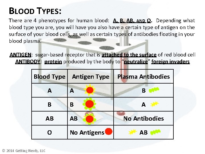 BLOOD TYPES: There are 4 phenotypes for human blood: A, B, AND O. Depending