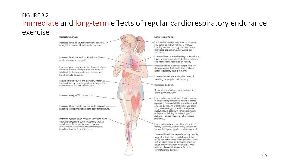 FIGURE 3. 2 Immediate and long-term effects of regular cardiorespiratory endurance exercise 3 -5