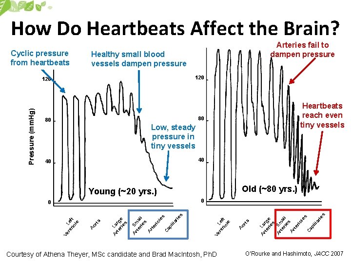 How Do Heartbeats Affect the Brain? Cyclic pressure from heartbeats Healthy small blood vessels