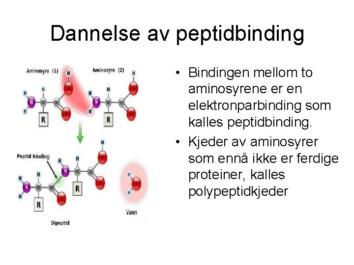 Dannelse av peptidbinding • Bindingen mellom to aminosyrene er en elektronparbinding som kalles peptidbinding.