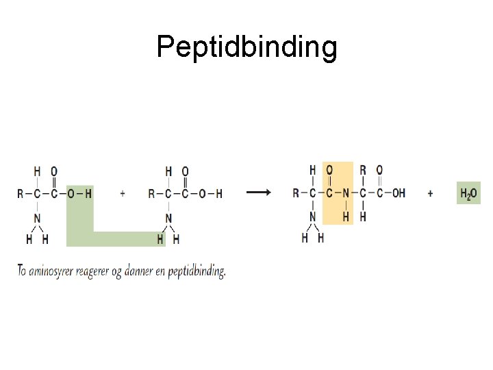 Peptidbinding 